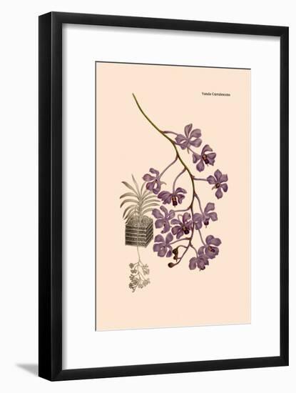 Orchid: Vanda Coerulescens-William Forsell Kirby-Framed Art Print