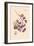 Orchid: Vanda Coerulescens-William Forsell Kirby-Framed Art Print