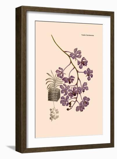 Orchid: Vanda Coerulescens-William Forsell Kirby-Framed Art Print