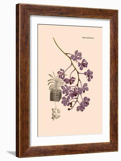 Orchid: Vanda Coerulescens-William Forsell Kirby-Framed Art Print