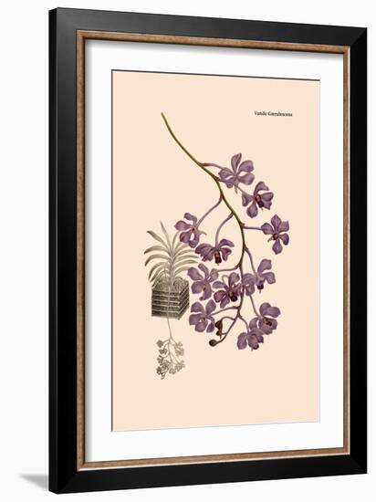 Orchid: Vanda Coerulescens-William Forsell Kirby-Framed Art Print