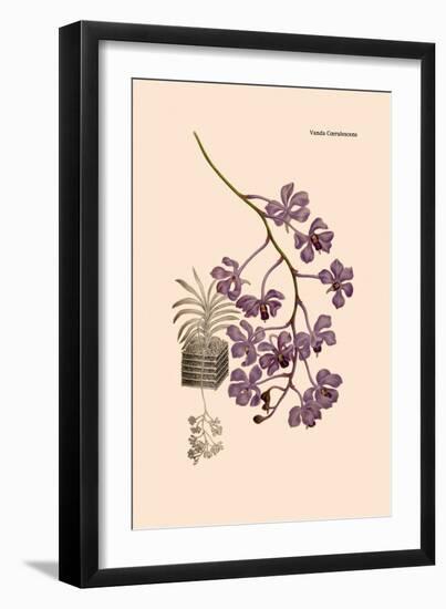 Orchid: Vanda Coerulescens-William Forsell Kirby-Framed Art Print