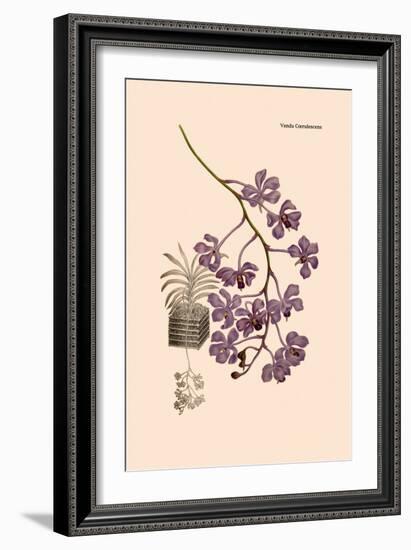 Orchid: Vanda Coerulescens-William Forsell Kirby-Framed Art Print