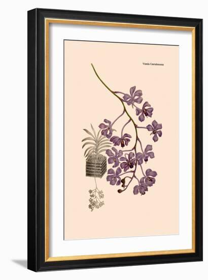 Orchid: Vanda Coerulescens-William Forsell Kirby-Framed Art Print