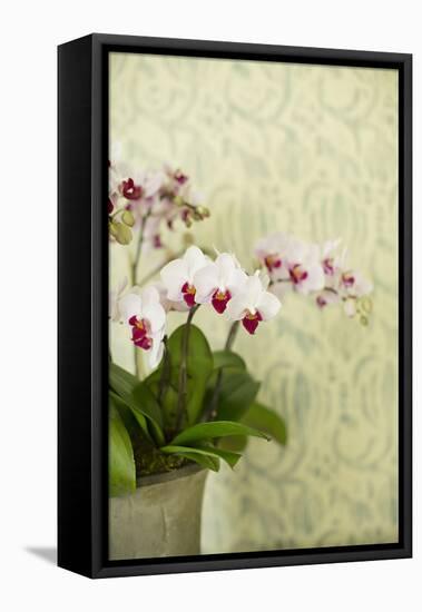 Orchid Vase-Karyn Millet-Framed Premier Image Canvas