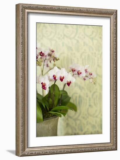 Orchid Vase-Karyn Millet-Framed Photographic Print