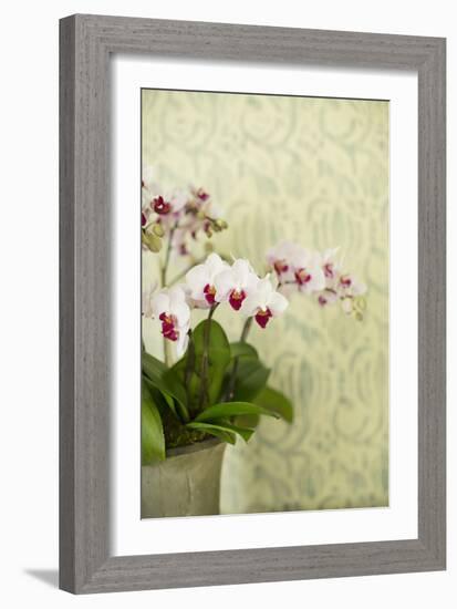 Orchid Vase-Karyn Millet-Framed Photographic Print