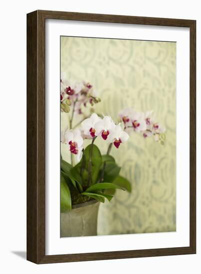 Orchid Vase-Karyn Millet-Framed Photographic Print