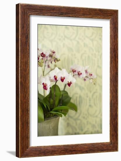 Orchid Vase-Karyn Millet-Framed Photographic Print