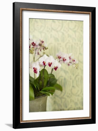 Orchid Vase-Karyn Millet-Framed Photographic Print