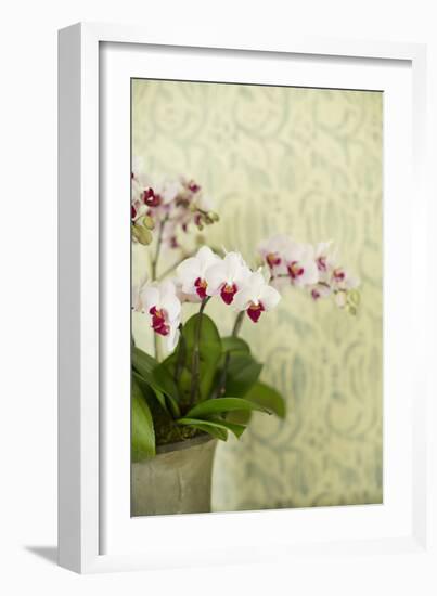 Orchid Vase-Karyn Millet-Framed Photographic Print