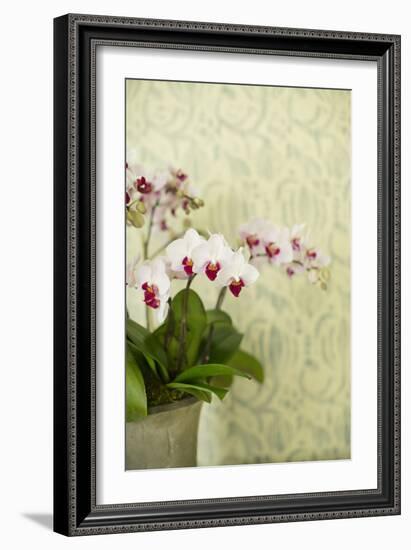 Orchid Vase-Karyn Millet-Framed Photographic Print