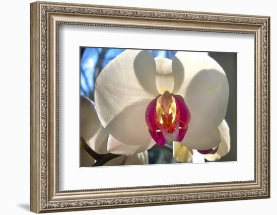 Orchid White-Charles Bowman-Framed Photographic Print