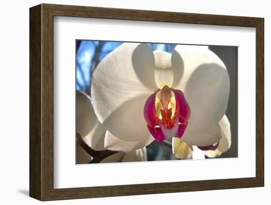 Orchid White-Charles Bowman-Framed Photographic Print