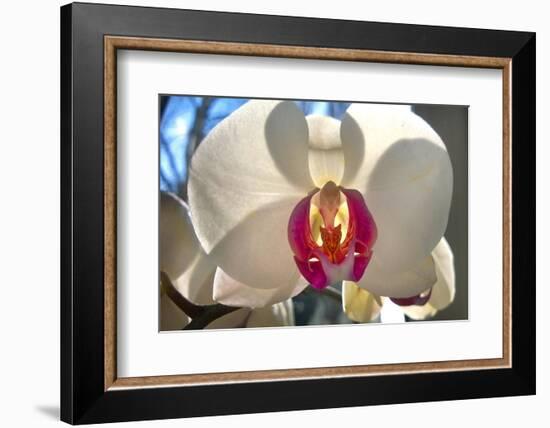 Orchid White-Charles Bowman-Framed Photographic Print