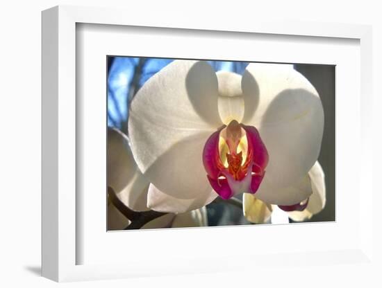 Orchid White-Charles Bowman-Framed Photographic Print