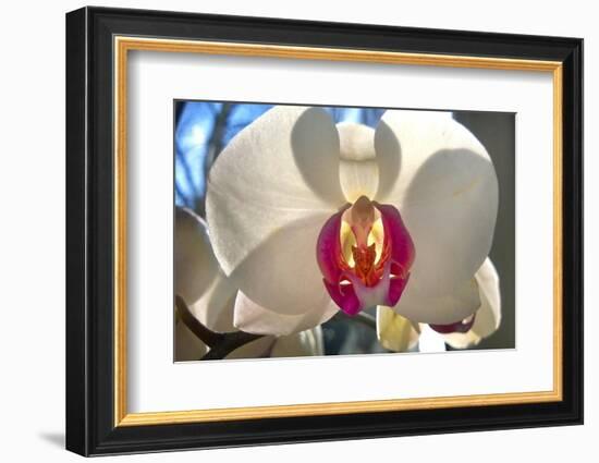 Orchid White-Charles Bowman-Framed Photographic Print