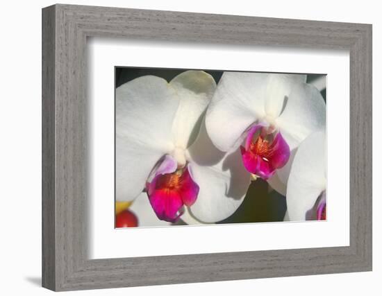 Orchid White-Charles Bowman-Framed Photographic Print