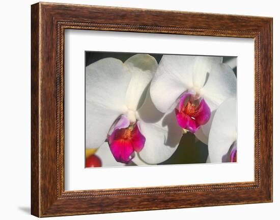 Orchid White-Charles Bowman-Framed Photographic Print