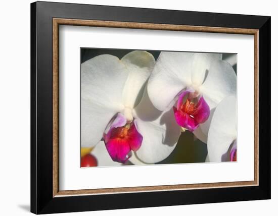 Orchid White-Charles Bowman-Framed Photographic Print