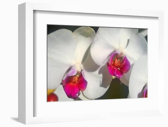 Orchid White-Charles Bowman-Framed Photographic Print