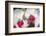 Orchid White-Charles Bowman-Framed Photographic Print