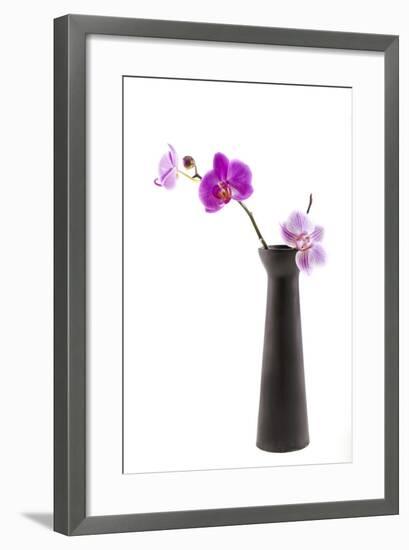 Orchid with Black Vase-Andrea Haase-Framed Photographic Print