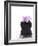 Orchid with Black Vase-Andrea Haase-Framed Photographic Print