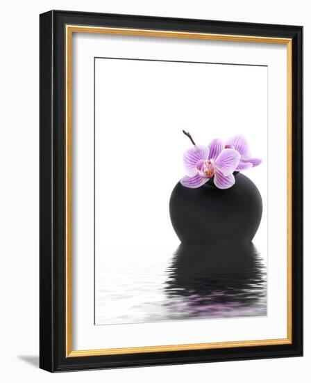 Orchid with Black Vase-Andrea Haase-Framed Photographic Print