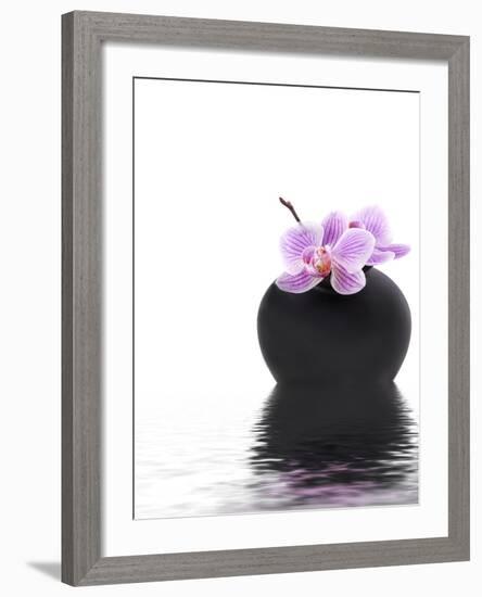 Orchid with Black Vase-Andrea Haase-Framed Photographic Print