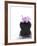 Orchid with Black Vase-Andrea Haase-Framed Photographic Print