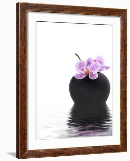 Orchid with Black Vase-Andrea Haase-Framed Photographic Print