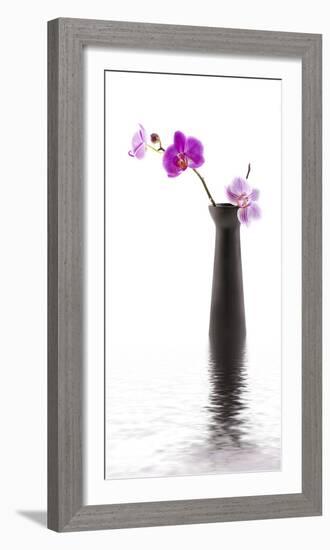 Orchid with Black Vase-Andrea Haase-Framed Photographic Print