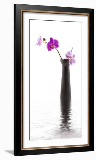 Orchid with Black Vase-Andrea Haase-Framed Photographic Print