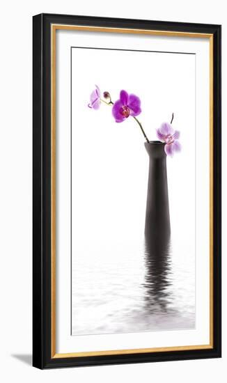 Orchid with Black Vase-Andrea Haase-Framed Photographic Print