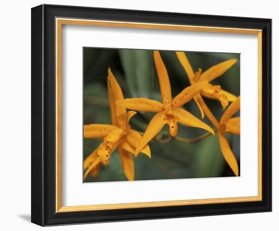 Orchid World, Barbados, Caribbean-Greg Johnston-Framed Photographic Print