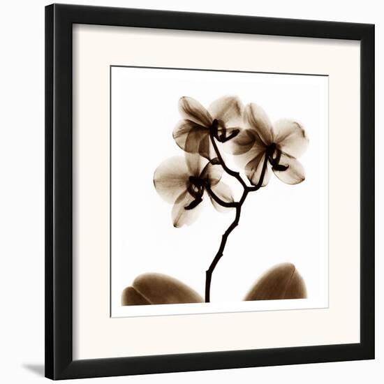 Orchid-Albert Koetsier-Framed Art Print