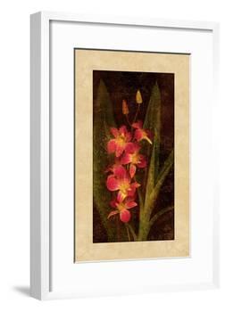 Orchid-John Seba-Framed Giclee Print
