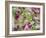 Orchid-Adam Jones-Framed Photographic Print