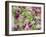 Orchid-Adam Jones-Framed Photographic Print