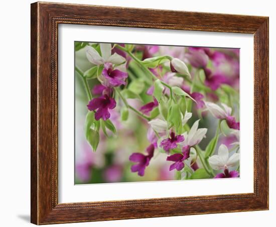 Orchid-Adam Jones-Framed Photographic Print