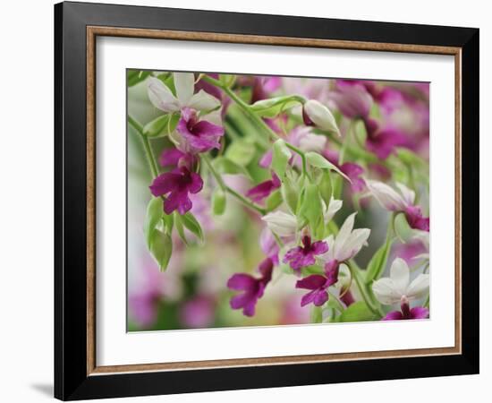 Orchid-Adam Jones-Framed Photographic Print