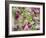 Orchid-Adam Jones-Framed Photographic Print