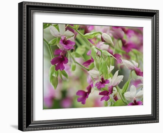 Orchid-Adam Jones-Framed Photographic Print