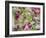 Orchid-Adam Jones-Framed Photographic Print