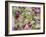 Orchid-Adam Jones-Framed Photographic Print