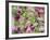 Orchid-Adam Jones-Framed Photographic Print