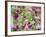 Orchid-Adam Jones-Framed Photographic Print