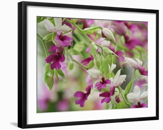 Orchid-Adam Jones-Framed Photographic Print