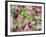 Orchid-Adam Jones-Framed Photographic Print